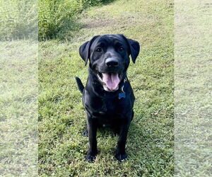 Labrador Retriever-Unknown Mix Dogs for adoption in Spring Lake, NJ, USA