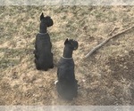 Small #47 Schnauzer (Giant)