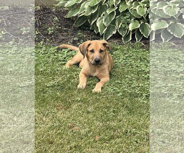 Medium Photo #7 Sheprador Puppy For Sale in Plainfield, IL, USA