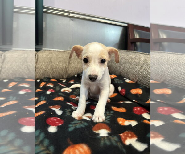 Medium Photo #2 Mutt Puppy For Sale in Pacolet, SC, USA