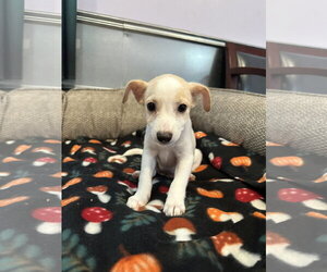 Chamomile Jul 26 - An Annie Pup - Female Mutt Dog for Adoption - Photo #2