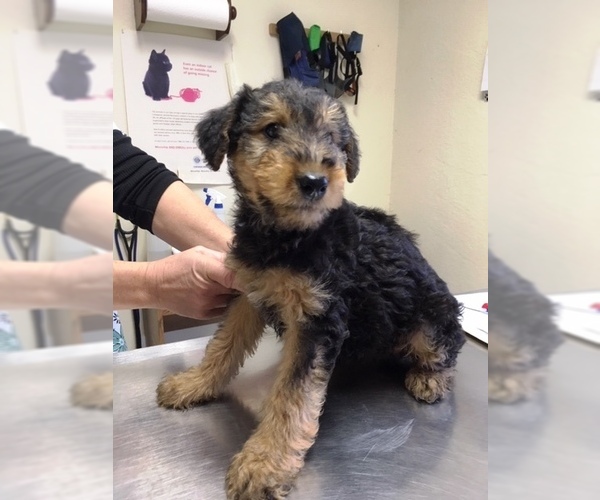 Medium Photo #17 Airedale Terrier Puppy For Sale in BOWRING, OK, USA