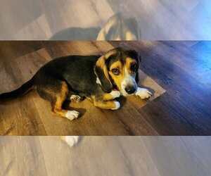 Elvis - Male Basset Hound-Unknown Mix Dog for Adoption - Photo #2