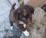 Small Photo #38 Border Collie Puppy For Sale in HARRISON, ID, USA