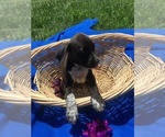 Small #3 Bluetick Coonhound-Staffordshire Bull Terrier Mix