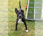 RITA - Female Mutt Dog for Adoption - Small photo
