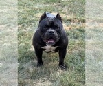 Small Photo #1 American Bully Puppy For Sale in URBANA, OH, USA