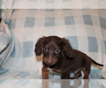 Small #6 Dachshund