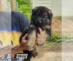 Small #1 German Shepherd Dog Mix