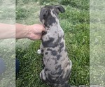 Small #11 American Bully