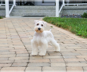 Schnauzer (Miniature) Puppy for sale in SYRACUSE, IN, USA