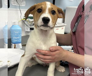 Golden Retriever-Unknown Mix Dogs for adoption in Washington, DC, USA