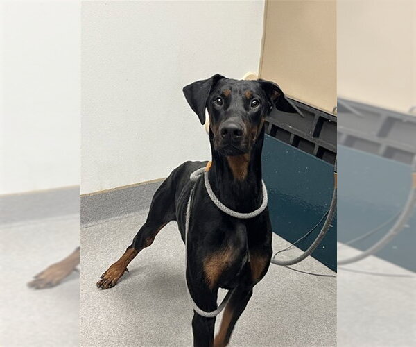 Medium Photo #2 Doberman Pinscher Puppy For Sale in Rancho Cucamonga, CA, USA