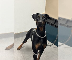 MOONSHINE - Male Doberman Pinscher Dog for Adoption - Photo #2