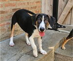 Small #4 Coonhound Mix