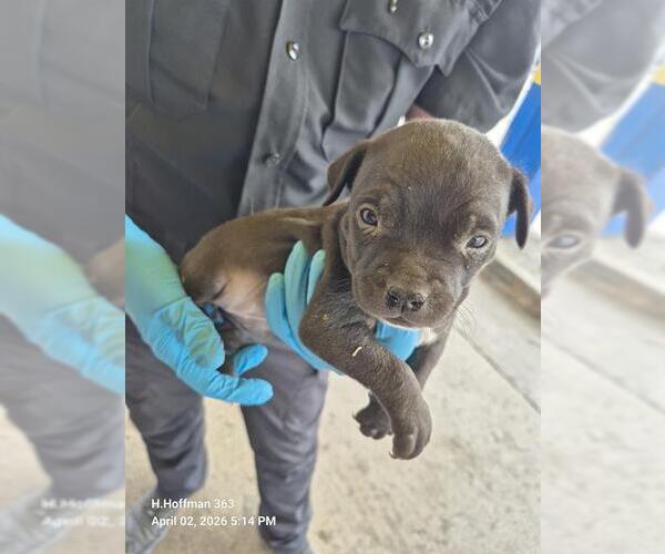 Medium Photo #1 American Staffordshire Terrier-Unknown Mix Puppy For Sale in San Antonio, TX, USA
