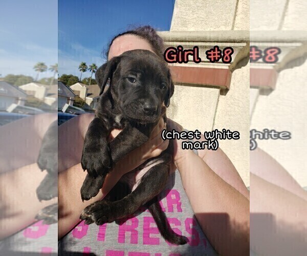 Medium Photo #9 American Pit Bull Terrier-Cane Corso Mix Puppy For Sale in SUISUN CITY, CA, USA