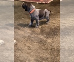 Small #8 Wirehaired Pointing Griffon