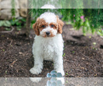 Small #1 Poodle (Miniature)