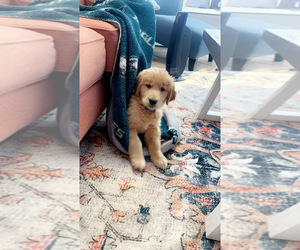 Golden Retriever Puppy for sale in BROOKHAVEN, PA, USA