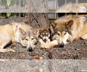 Wolf Hybrid Puppy for sale in CAVE JUNCTION, OR, USA