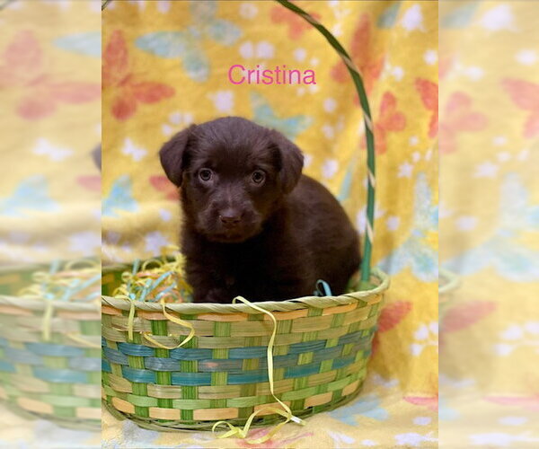 Medium Photo #2 Labrador Retriever-Unknown Mix Puppy For Sale in Duluth, MN, USA