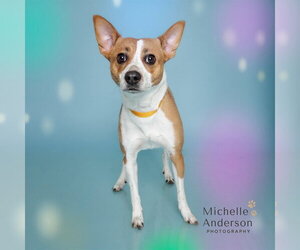 Mutt Dogs for adoption in Corona, CA, USA