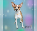 PEPPER - Female Mutt Dog for Adoption - Small photo
