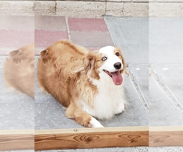 Medium Photo #1 Australian Shepherd Puppy For Sale in HENDERSON, NV, USA