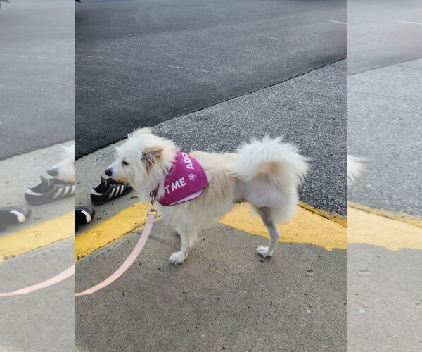 Medium Photo #3 American Eskimo Dog-Unknown Mix Puppy For Sale in Omaha, NE, USA