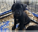 Puppy Moon German Shorthaired Lab
