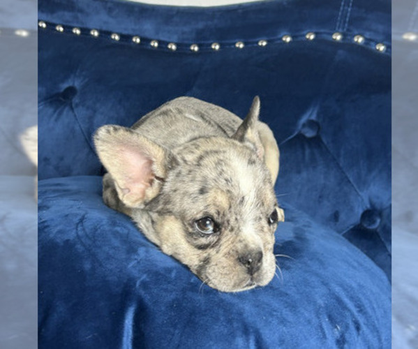 Medium Photo #6 French Bulldog Puppy For Sale in MANCHESTER, NH, USA