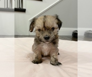 Mal-Shi Puppy for sale in MURPHY, TX, USA