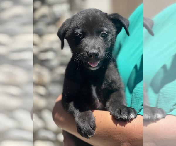 Medium Photo #2 Labrador Retriever-Unknown Mix Puppy For Sale in Dana Point, CA, USA