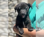 Small #1 Labrador Retriever Mix