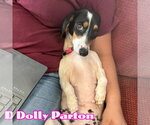Small #8 Dachshund