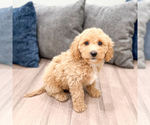 Small #2 Miniature Labradoodle