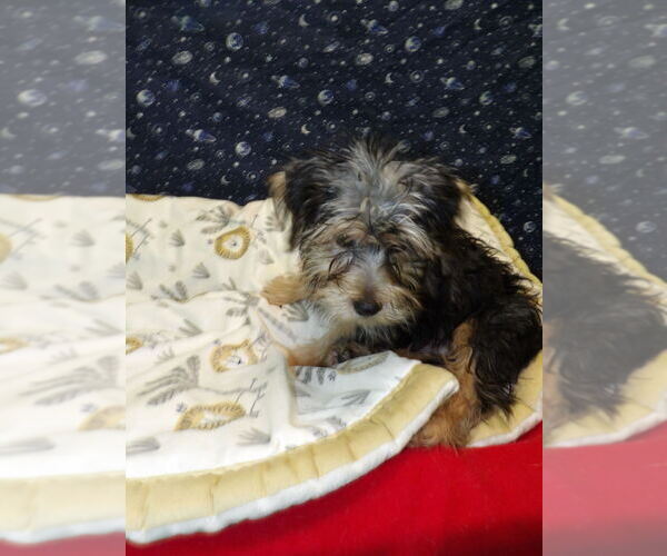 Medium Photo #4 Yo-Chon Puppy For Sale in PATERSON, NJ, USA