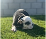 Small Photo #12 English Bulldog Puppy For Sale in FRESNO, CA, USA