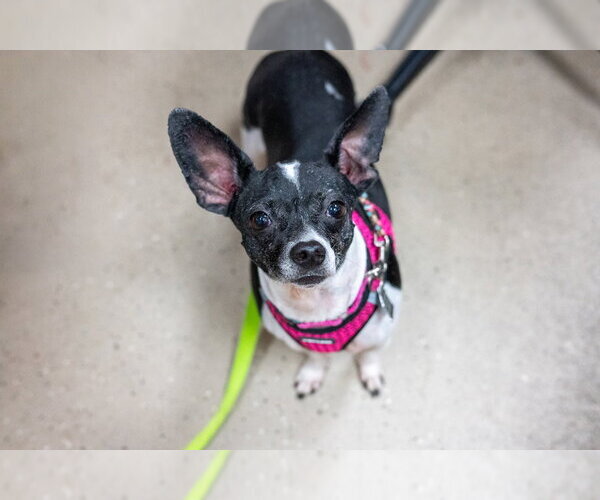 Medium Photo #16 Chihuahua-Unknown Mix Puppy For Sale in Mundelein, IL, USA