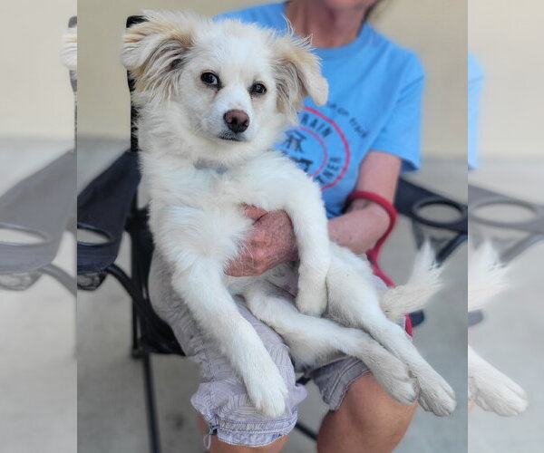 Medium Photo #2 Mutt Puppy For Sale in Lindsay, CA, USA