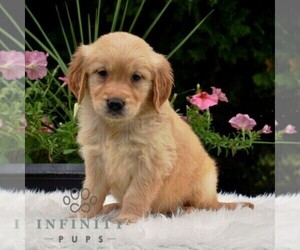 Golden Retriever Puppy for sale in NEWPORT, PA, USA