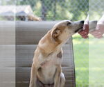 Small #2 Retriever  Mix