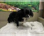Small Pekingese Mix