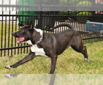 Small #42 Mutt