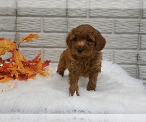 Cavapoo Puppy for sale in HOLMESVILLE, OH, USA