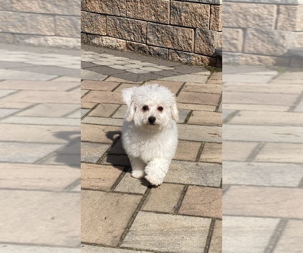 Medium Photo #4 Bichon Frise Puppy For Sale in CANOGA, NY, USA