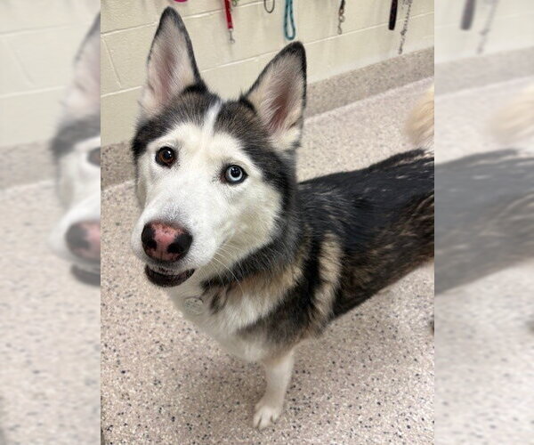 Medium Photo #1 Siberian Husky Puppy For Sale in Brighton, CO, USA