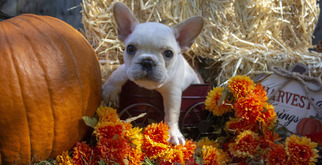 French Bulldog Puppy for sale in GARNER, NC, USA