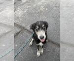 Small #1 Siberian Husky Mix